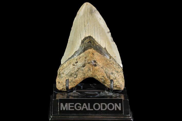 Fossil Megalodon Tooth - North Carolina #109550